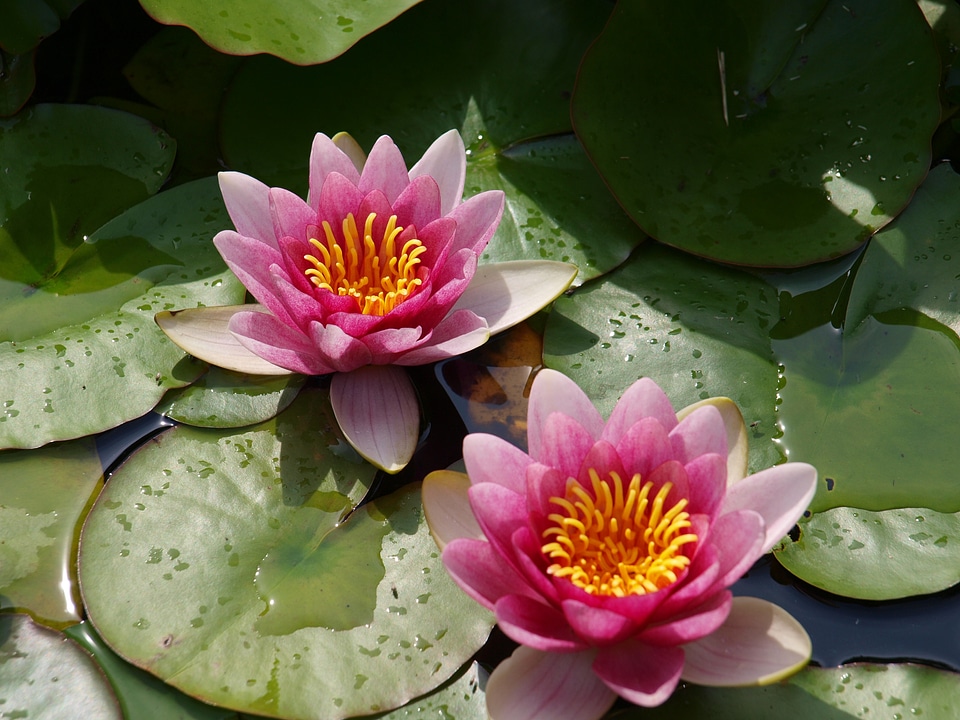 Blossom bloom nuphar photo