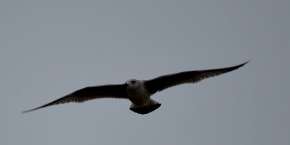 Seagull swooping from the sky