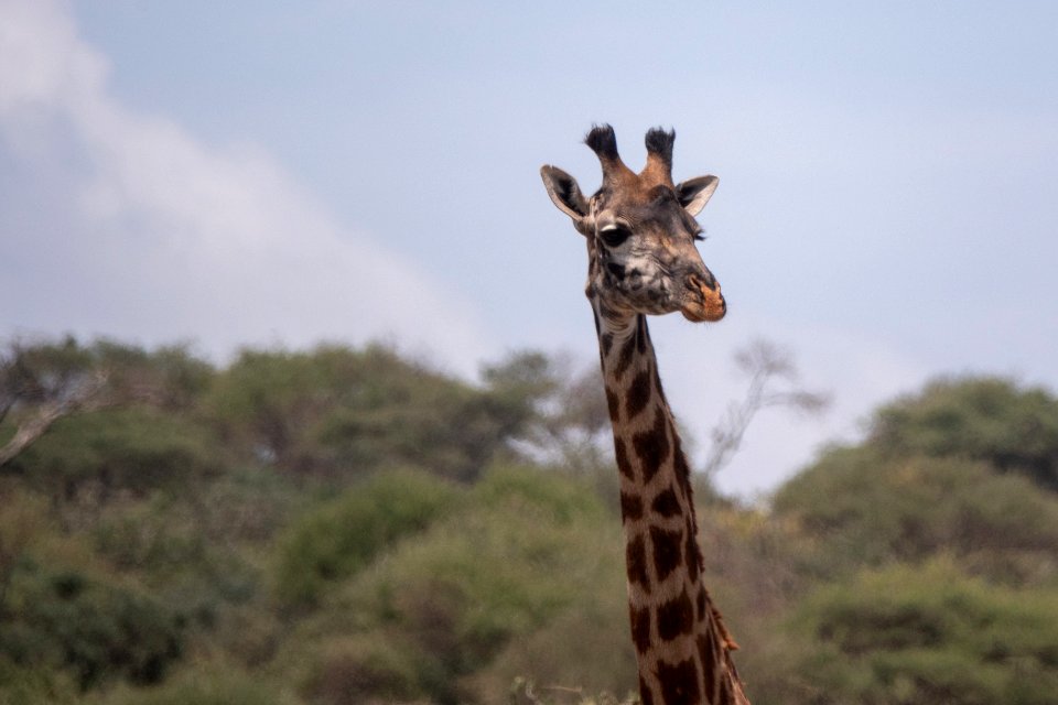 (Artiodactyla: Giraffidae) Giraffa camelopardalis, Giraff / Maasai giraffe