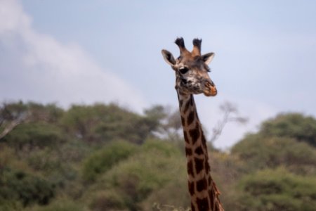 (Artiodactyla: Giraffidae) Giraffa camelopardalis, Giraff / Maasai giraffe