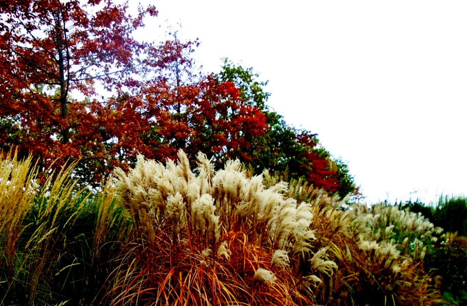 Asian Garden, Stratford, London