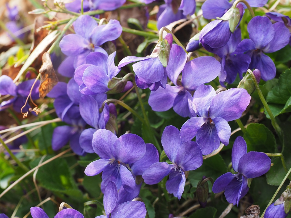 Blossom bloom viola odorata