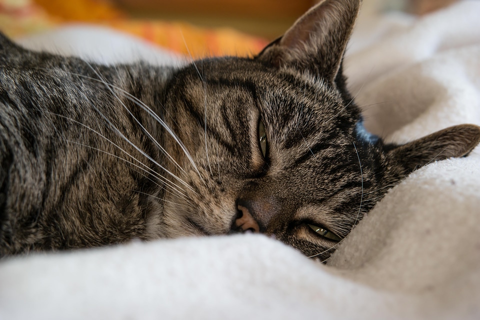 Animal portrait domestic cat cat's eyes