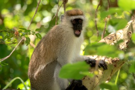 (Primates: Cercopithecidae) Chlorocebus pygerythrus, Grön markatta / Vervet monkey
