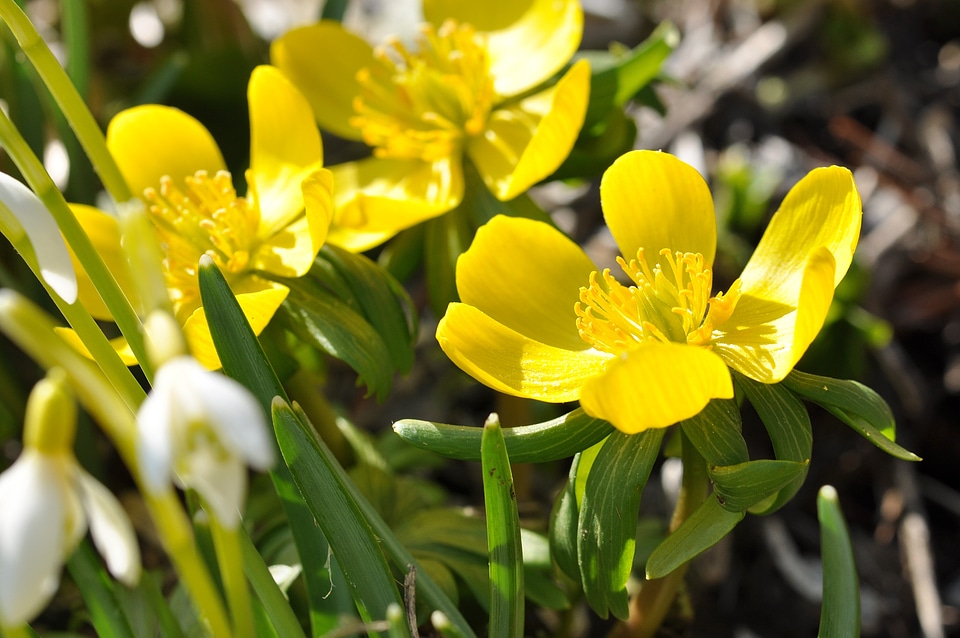 Plant flowers ground cover