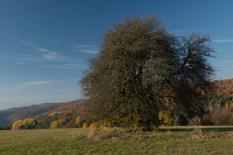 Slovakia foliage nature
