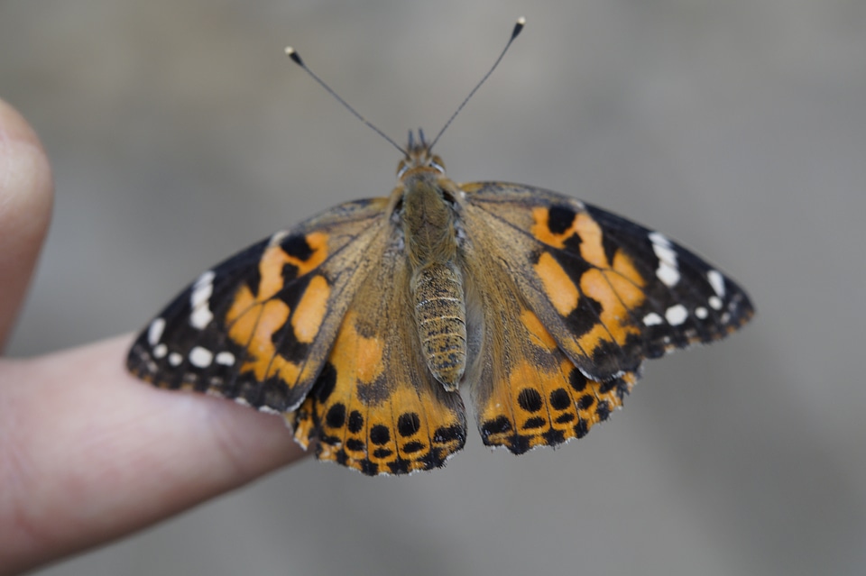 Insect butterflies animal