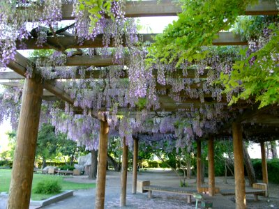 旧小公園　藤棚　2004.06.13