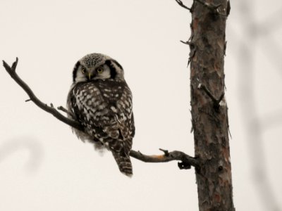 (Strigiformes: Strigidae) Surnia ulula, Hökuggla / Northern hawk-owl