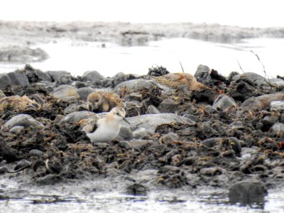 (Charadriiformes: Scolopacidae) Calidris alba, Sandlöpare / Sanderling photo