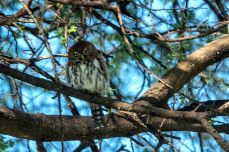 (Strigiformes: Strigidae) Glaucidium perlatum, Pärlsparvuggla / Pearl-spotted owlet