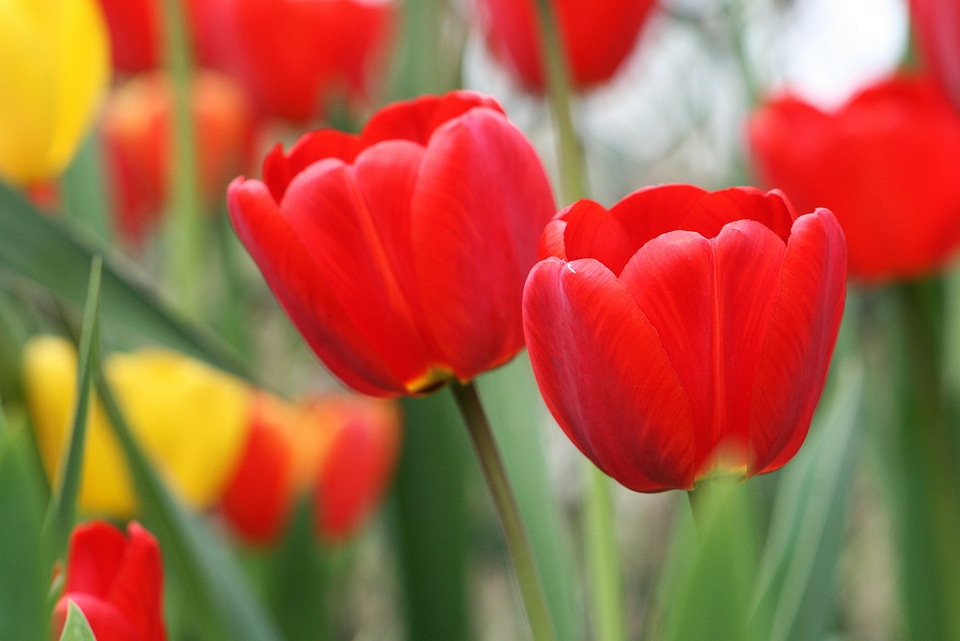 Flower garden flowers