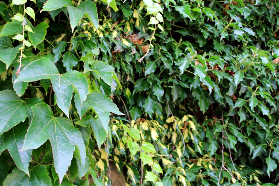 Golden Acre Park - Leeds