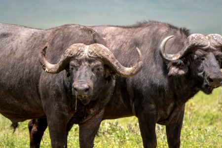 (Artiodactyla: Bovidae) Syncerus caffer, Afrikansk buffel / Cape buffalo