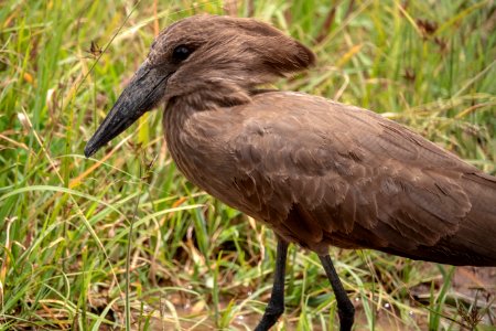 (Pelecaniformes: Scopidae) Scopus umbretta, Skuggstork / Hamerkop