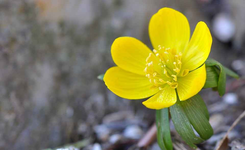 Plant flowers ground cover