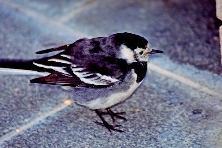 A pied wagtail (Motacilla alba - pliszka siwa)