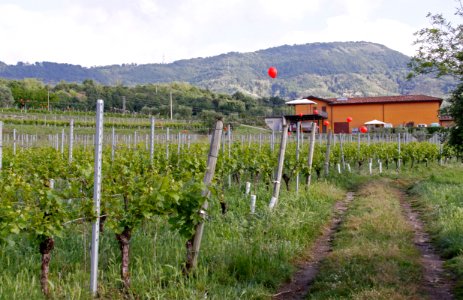 zz-Nigoline-VersoMonzio-Ridotta