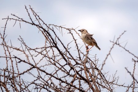(Passeriformes: Cisticolidae) Cisticola natalensis, Buskcistikola / Croaking cisticola