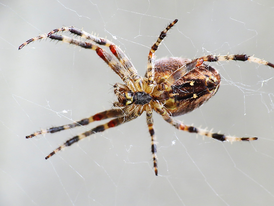 Close up macro web
