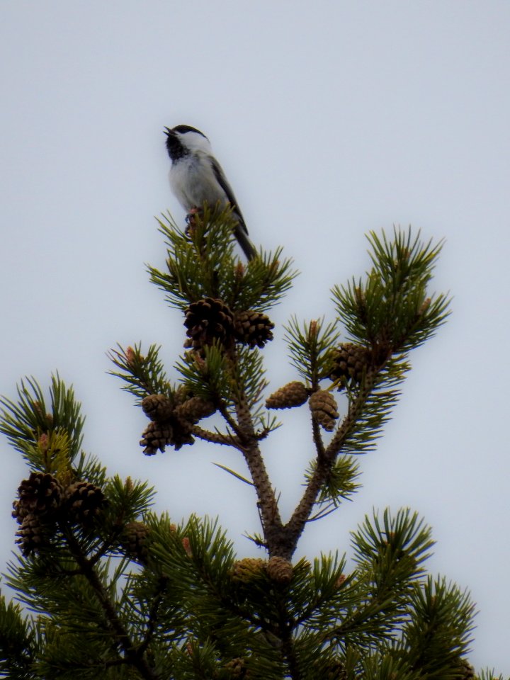 (Passeriformes: Paridae) Poecile montanus, Talltita / Willow tit