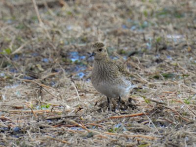 (Charadriiformes: Charadriidae) Pluvialis apricaria, Ljungpipare / Golden plover