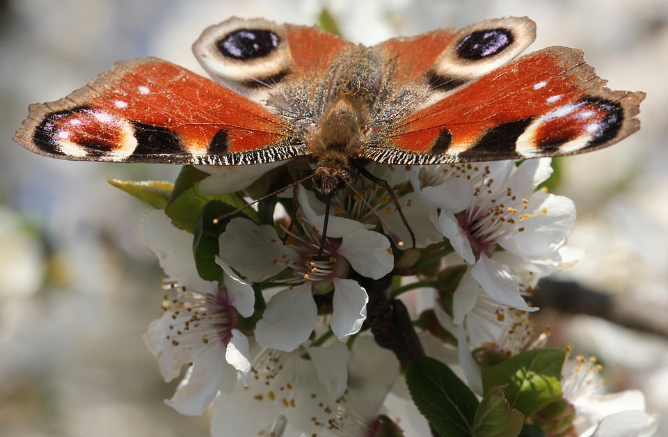 Insect macro close up