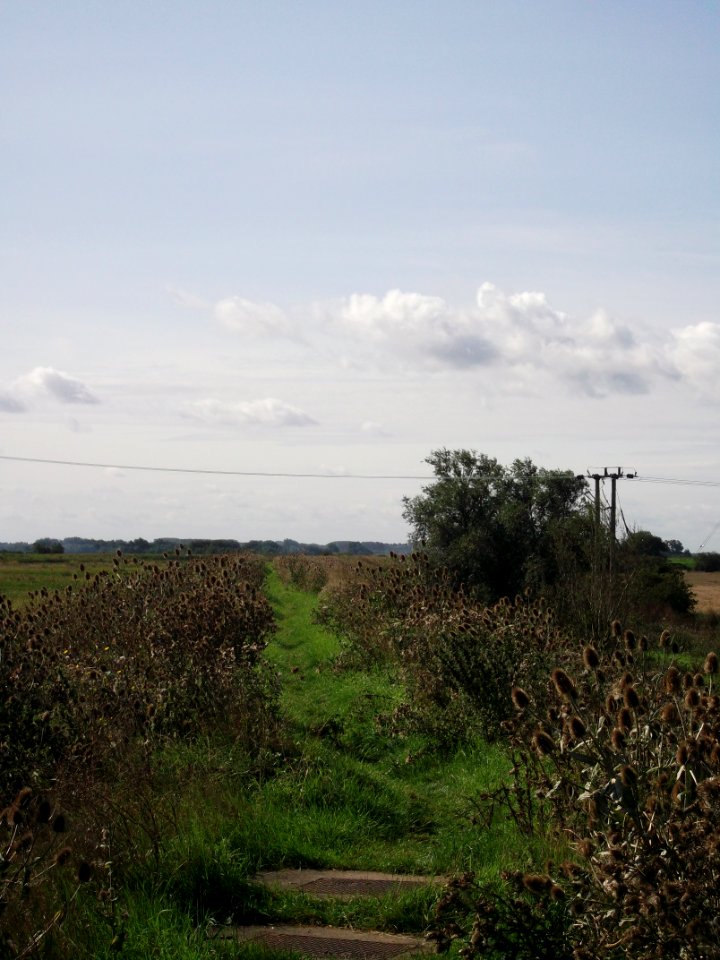 Ely Fen 7