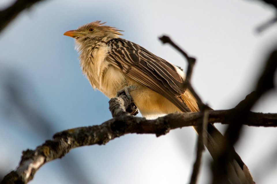 Pirincho