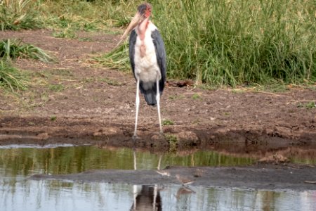 (Ciconiiformes: Ciconiidae) Leptoptilos crumenifer, Maraboustork / Marabou stork