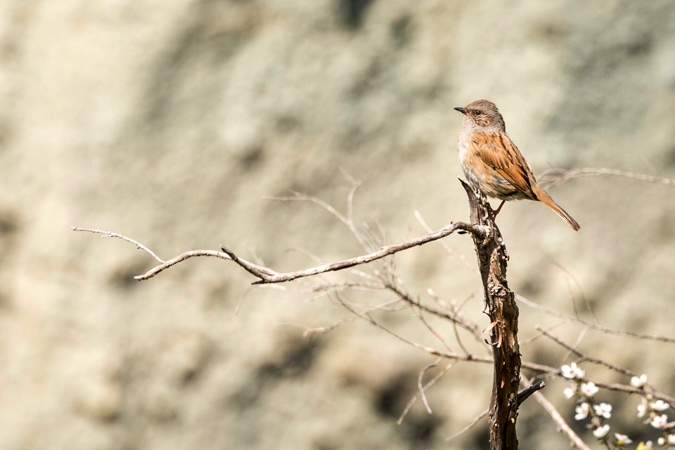 House sparrow, New Zealand