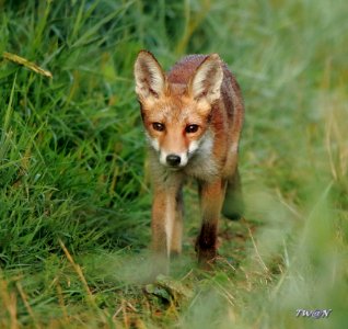 FOXY 008