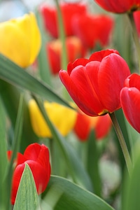 Garden flowers tulip