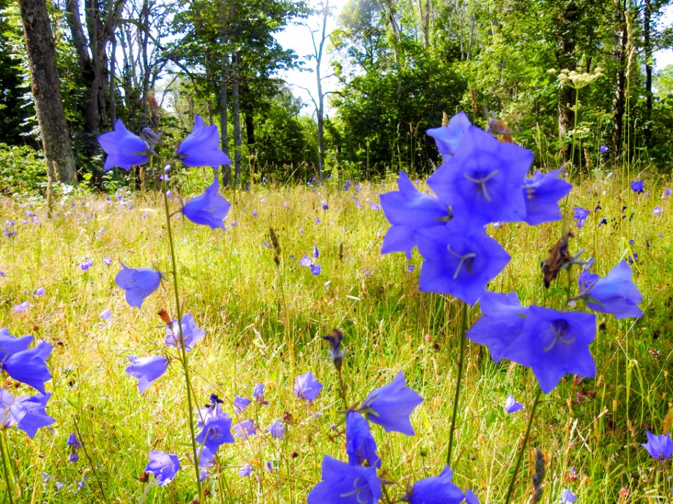 (Asterales: Campanulaceae) Campanula persicifolia, Stor blåklocka / Peach-leaved bellflower