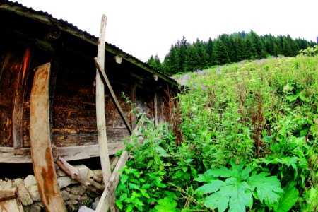 Çahçor yaylası Senoz Çayeli Rize