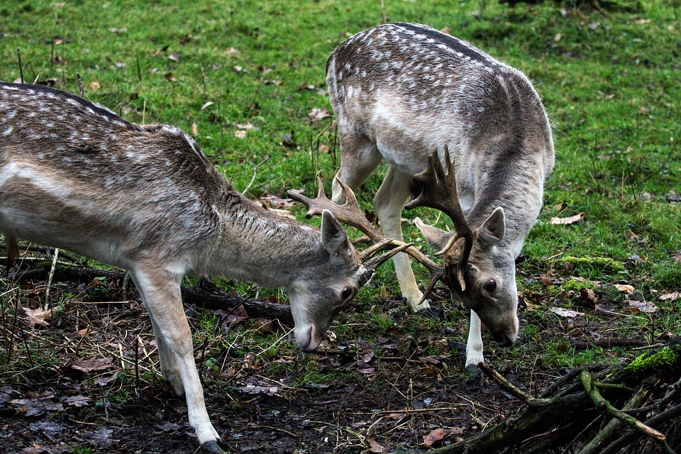 Fallow deer hirsch forest