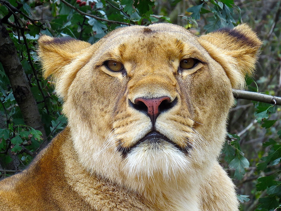 Public record predator zoo