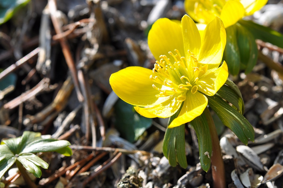 Plant flowers ground cover