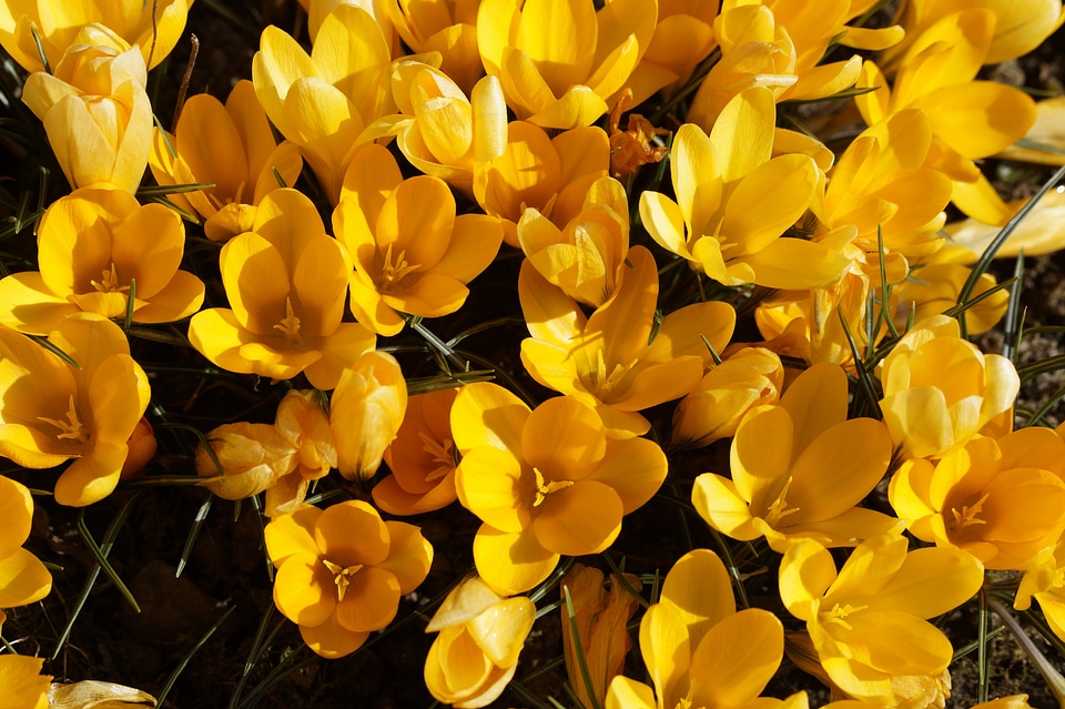 Early bloomer spring yellow photo