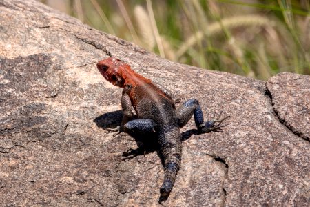(Squamata: Agamidae) Agama mwanzae ♂, Mwanza flat-headed rock agama