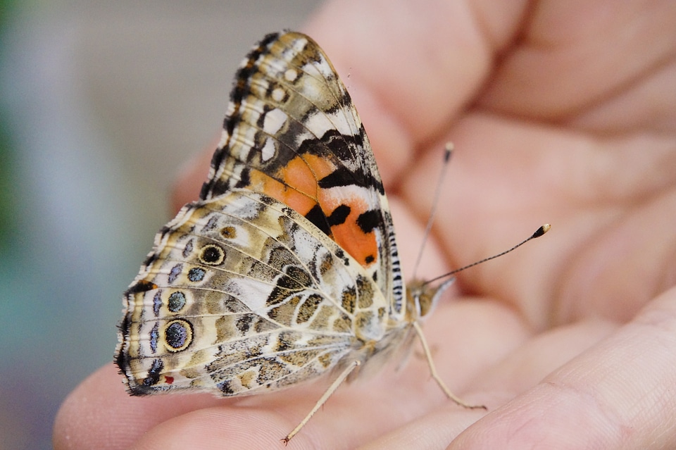 Edelfalter insect summer