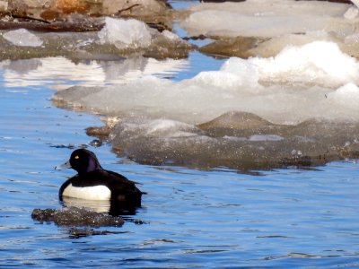 (Anseriformes: Anatidae) Aythya fuligula ♂, Vigg / Tufted duck photo