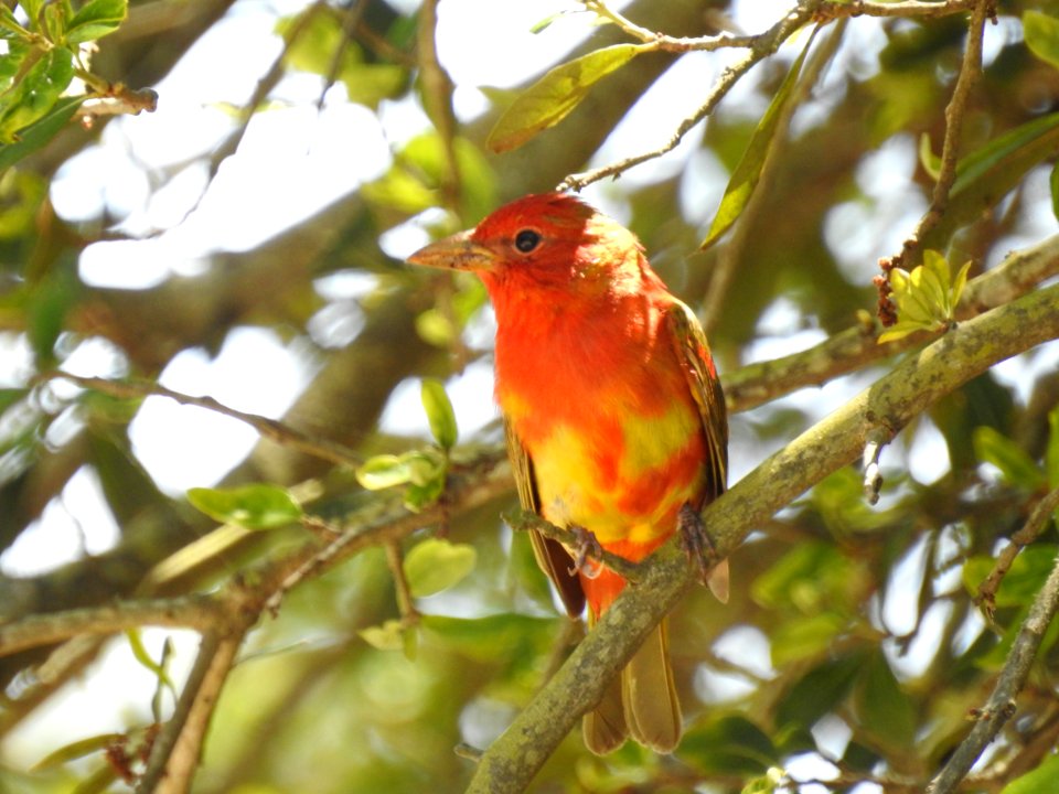 (Passeriformes: Cardinalidae) Piranga rubra, Sommartangara / Summer tanager