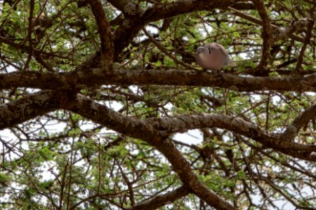 (Columbiformes: Columbidae) Streptopelia decipiens, Sorgduva / Mourning collared dove