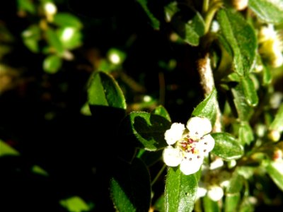 (Rosales: Rosaceae) Cotoneaster x suecicus 'Coral Beauty', Svenskt parkoxbär