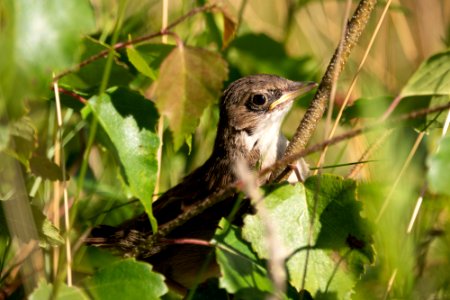(Passeriformes: Sylviidae) Sylvia communis 1K, Törnsångare / Whitethroat