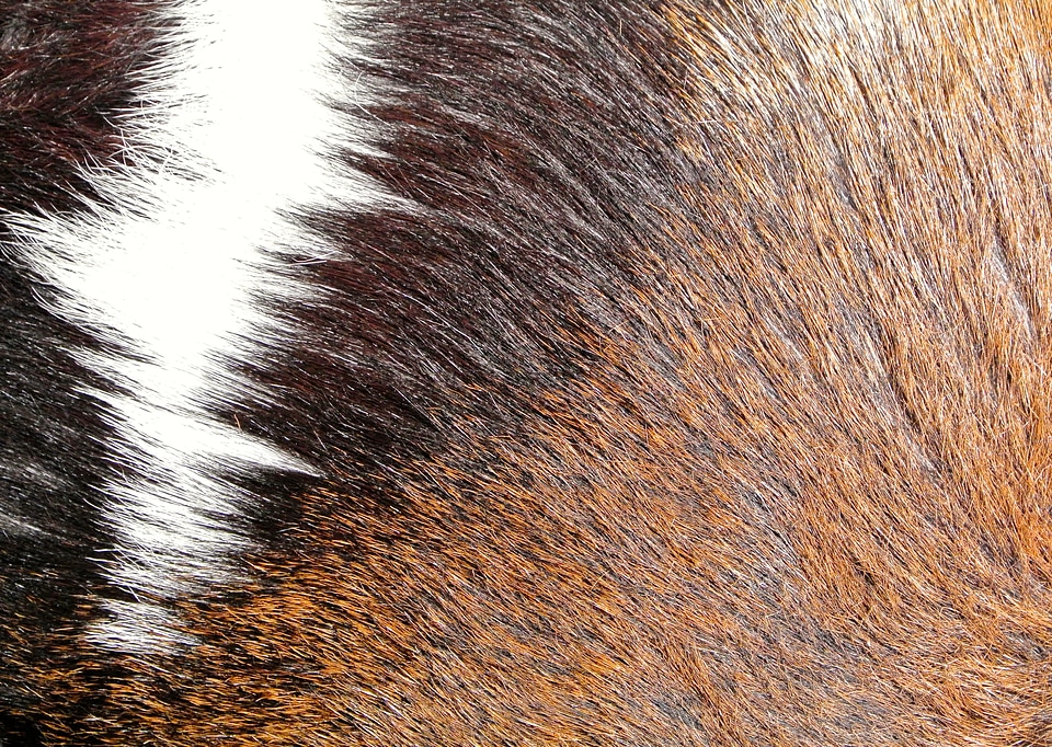 Texture background pride