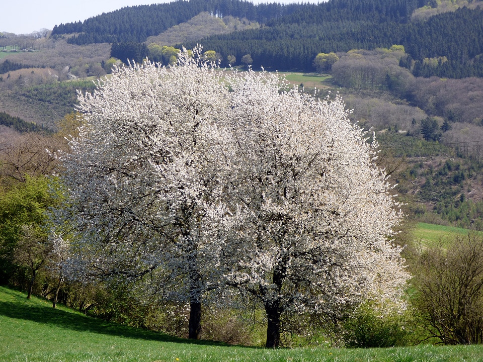 Spring tree luxembourg