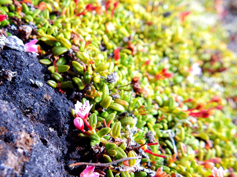 (Ericales: Ericaceae) Loiseleuria procumbens, Krypljung / Alpine azalea