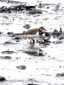 (Charadriiformes: Scolopacidae) Arenaria interpres, Roskarl / Ruddy turnstone photo